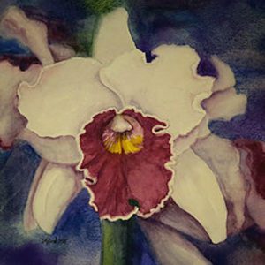 Debbie Andress