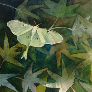 Nancy Davis