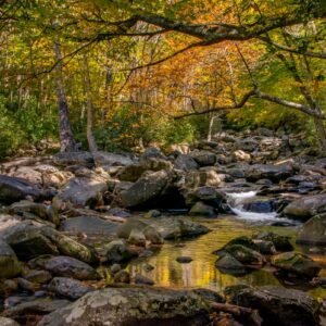 Whitehead-A Special Place-GSMNP