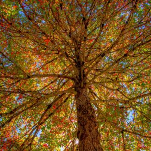 Whitehead-Asheville Treescape