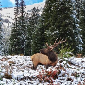 Whitehead-Bugling Elk RMNP