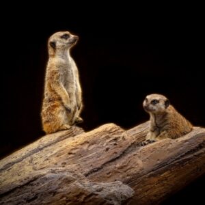Whitehead-Meerkat Sentries