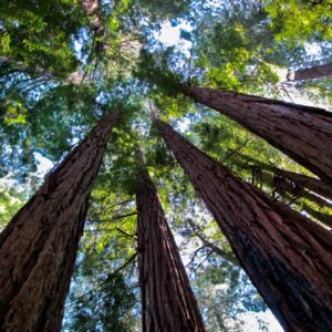 Whitehead-Redwoods Reaching-Muir Woods