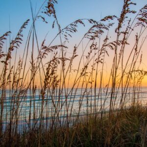 Whitehead-Sea Oats-Last Stand