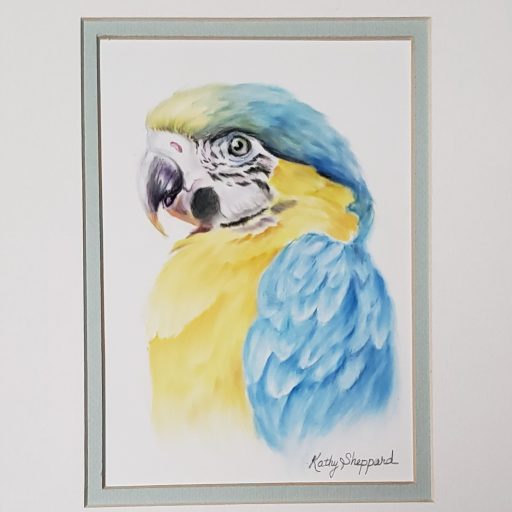 KathySheppardMacaw